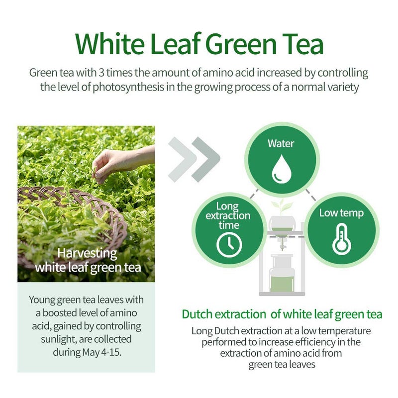 AMOS PROFESSIONAL The Green Tea Shampoo [Fresh - For Oily Scalp] 17.6oz (500g) | Anti-Thinning & Anti- Hair Loss Shampoo for Hair Growth and Cleanse Excess Sebum | Korean Hair Salon Brand - Image 5